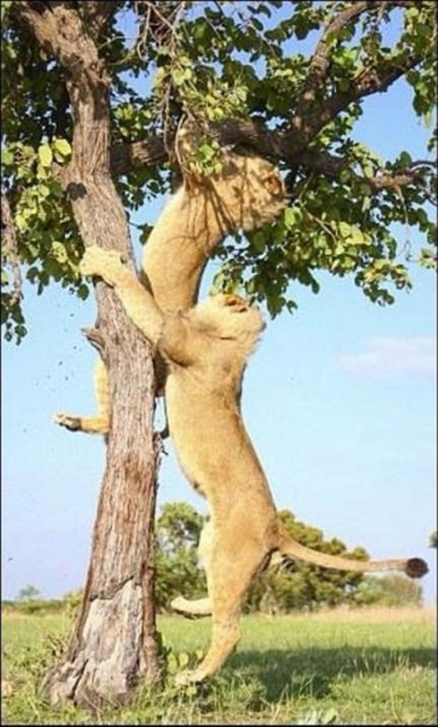 Foto - Aslanların sıra dışı saldırıları