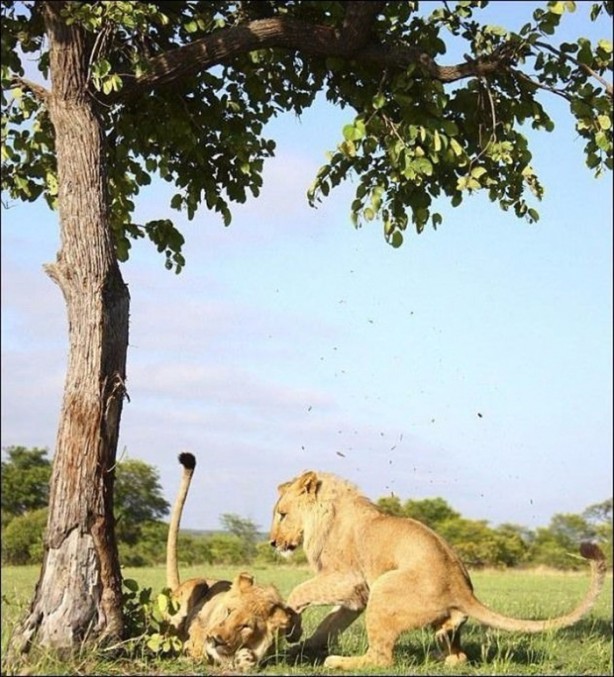 Foto - Aslanların sıra dışı saldırıları