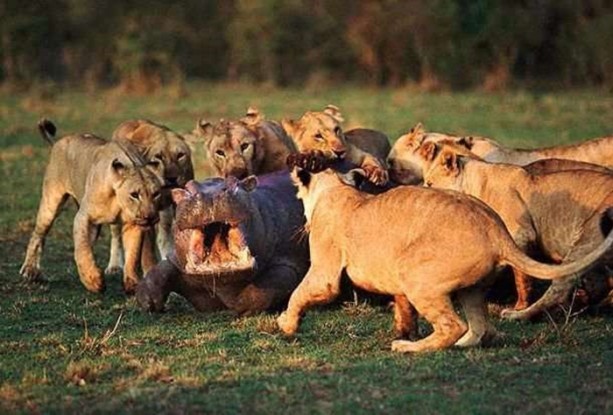 Foto - Aslanların sıra dışı saldırıları