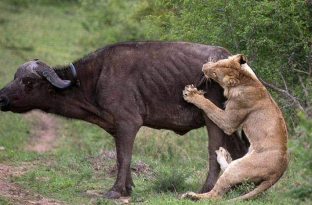 Foto - Aslanların sıra dışı saldırıları