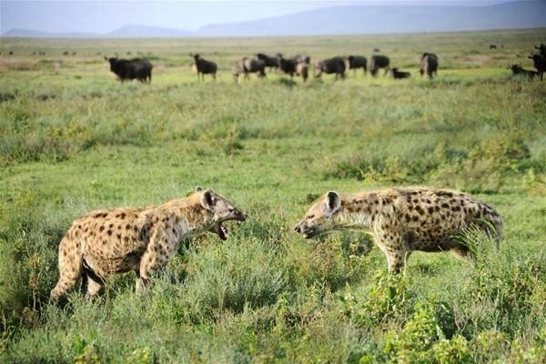 Foto - Aslanların uçsuz bucaksız diyarı