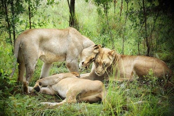 Foto - Aslanların uçsuz bucaksız diyarı