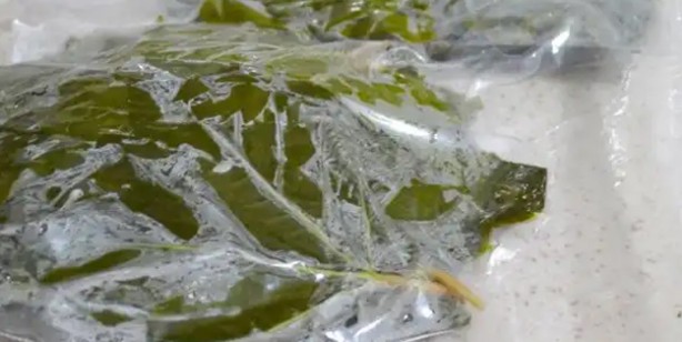 Foto - Asma yaprağı nasıl saklanır? Yaprak saklama yöntemleri! Pratik ve kolay