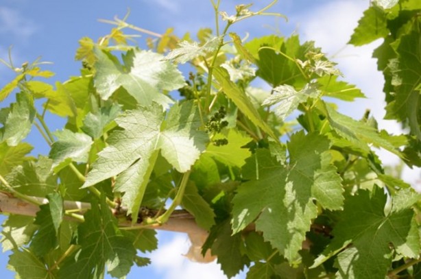 Asma yaprağında tehlike!