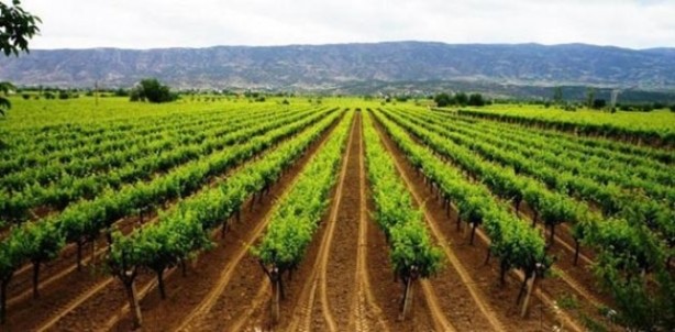 Foto - Asma yaprağında tehlike!