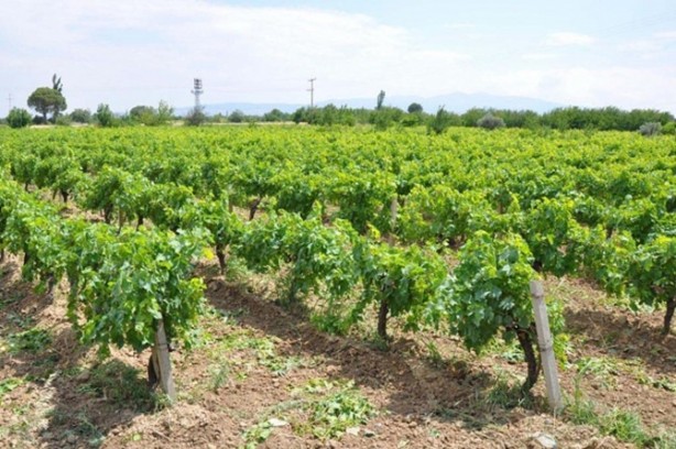 Foto - Asma yaprağında tehlike!