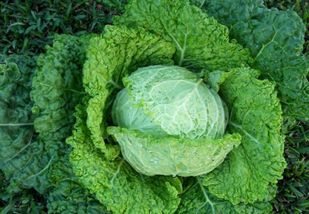 Foto - Astımı olanlar lahana yerse...