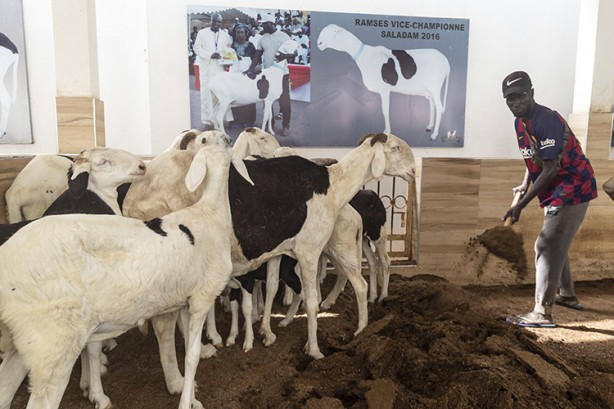 Foto - At boyundalar! 'Koyunların kralı' 70 bin dolara alıcı buluyor