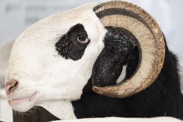 Foto - At boyundalar! 'Koyunların kralı' 70 bin dolara alıcı buluyor