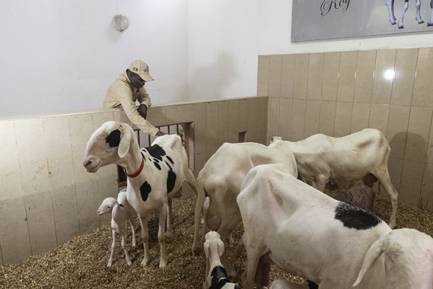Foto - At boyundalar! 'Koyunların kralı' 70 bin dolara alıcı buluyor