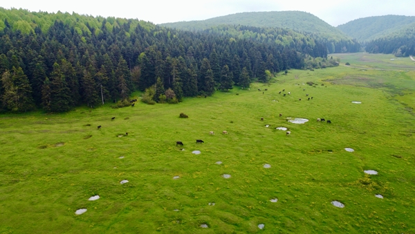 Foto - At Yaylası yeşillenen otlaklarıyla misafirlerini ağırlıyor