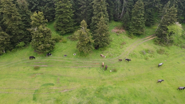 Foto - At Yaylası yeşillenen otlaklarıyla misafirlerini ağırlıyor