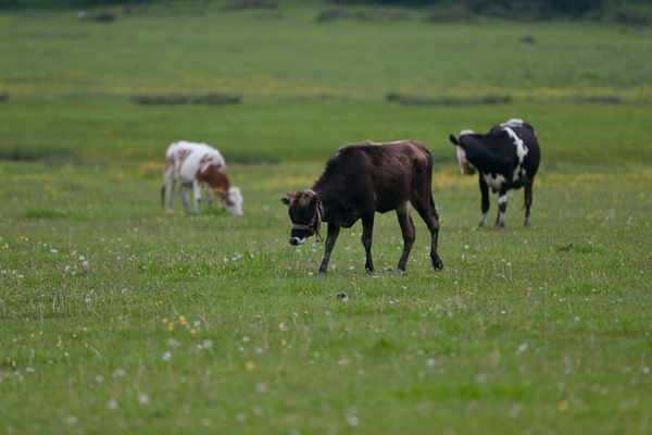 Foto - At Yaylası yeşillenen otlaklarıyla misafirlerini ağırlıyor