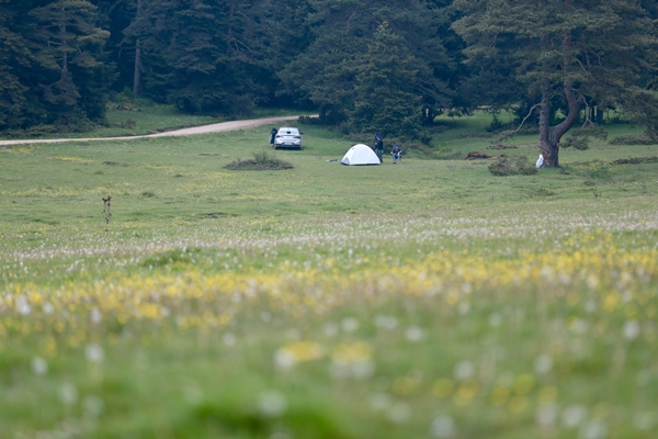 Foto - At Yaylası yeşillenen otlaklarıyla misafirlerini ağırlıyor