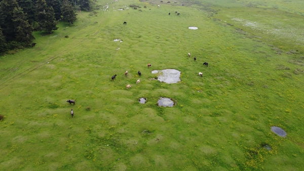 Foto - At Yaylası yeşillenen otlaklarıyla misafirlerini ağırlıyor