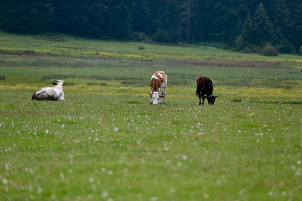 Foto - At Yaylası yeşillenen otlaklarıyla misafirlerini ağırlıyor