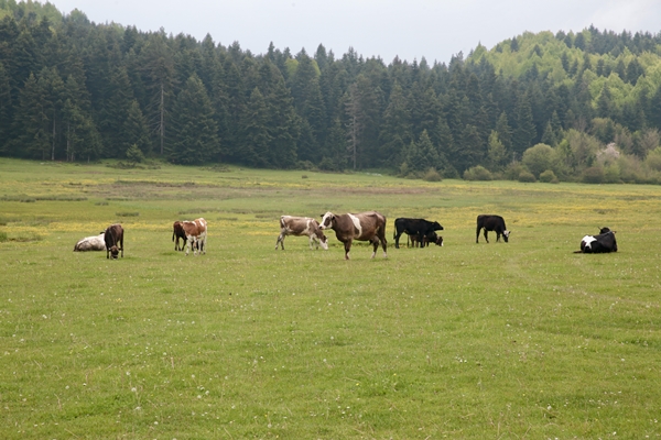 Foto - At Yaylası yeşillenen otlaklarıyla misafirlerini ağırlıyor
