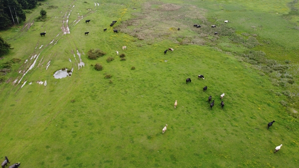 Foto - At Yaylası yeşillenen otlaklarıyla misafirlerini ağırlıyor