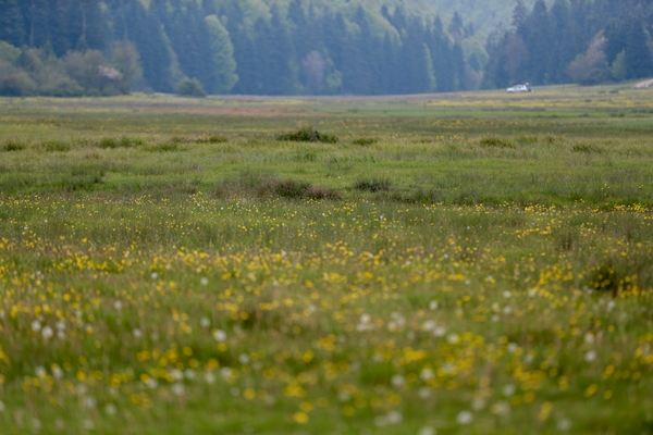 Foto - At Yaylası yeşillenen otlaklarıyla misafirlerini ağırlıyor