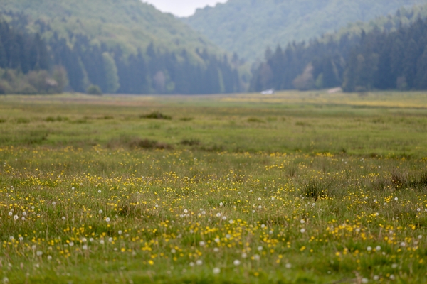 Foto - At Yaylası yeşillenen otlaklarıyla misafirlerini ağırlıyor