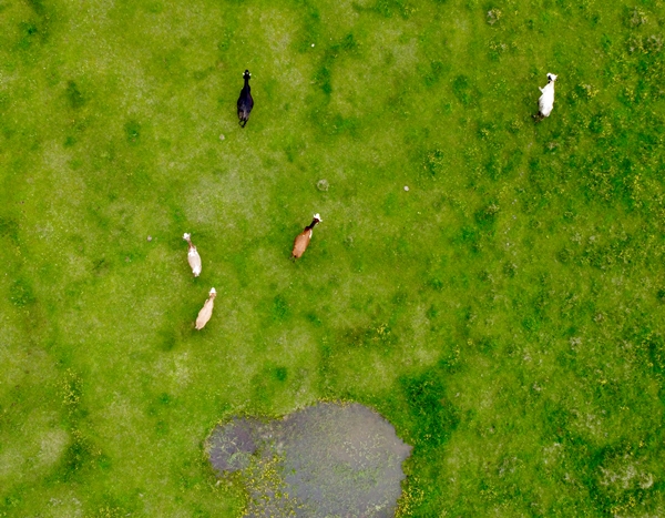 Foto - At Yaylası yeşillenen otlaklarıyla misafirlerini ağırlıyor