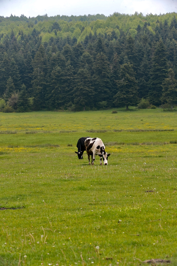 Foto - At Yaylası yeşillenen otlaklarıyla misafirlerini ağırlıyor