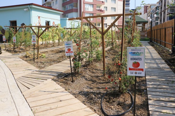 Foto - Ata tohumlar, Atakum’dan geleceğe taşınıyor
