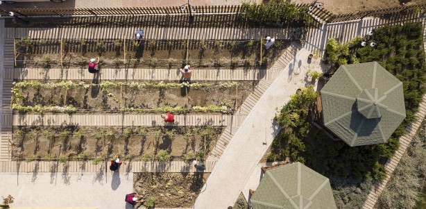 Foto - Ata tohumlar, Atakum’dan geleceğe taşınıyor
