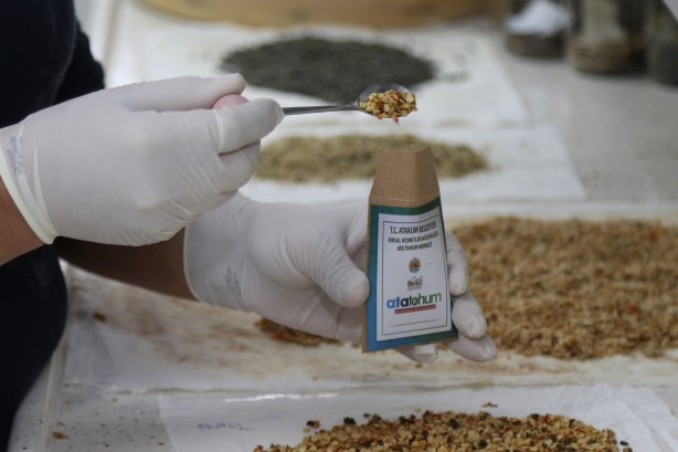 Ata tohumlar, Atakum’dan geleceğe taşınıyor