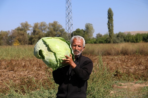 Foto - Ata tohumundan üretildi! 1 tanesi 40 kilo
