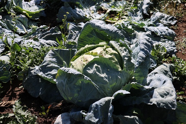 Foto - Ata tohumundan üretildi! 1 tanesi 40 kilo