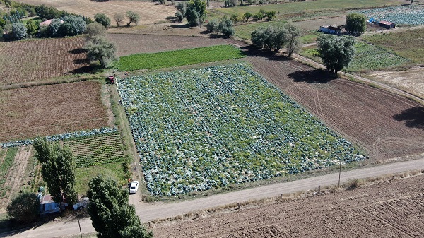 Foto - Ata tohumundan üretildi! 1 tanesi 40 kilo