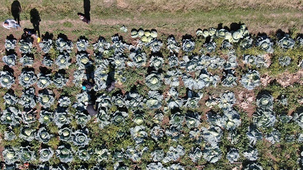 Foto - Ata tohumundan üretildi! 1 tanesi 40 kilo