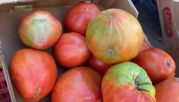 Foto - Ata tohumunu tarlasına ekti! Çıkan domates herkesi şok etti, böylesi ilk kez oluyor