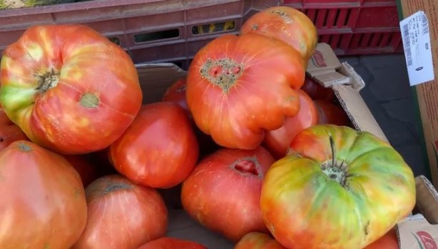 Foto - Ata tohumunu tarlasına ekti! Çıkan domates herkesi şok etti, böylesi ilk kez oluyor