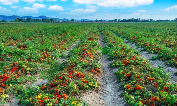 Ata tohumunu tarlasına ekti! Çıkan domates herkesi şok etti, böylesi ilk kez oluyor