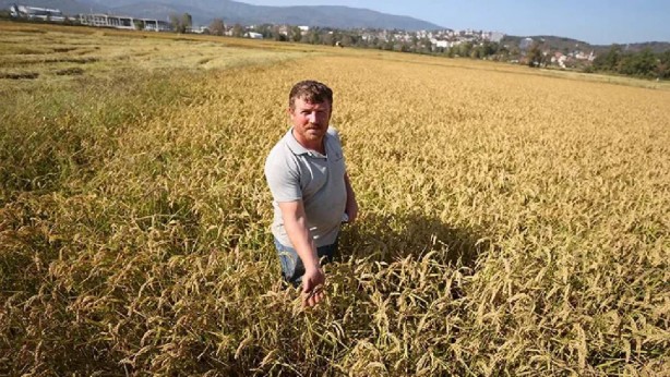Ata tohumuyla ekti, şimdi tarladan bereket fışkırıyor! Öyle bir para kazanıyor ki, dudak uçuklatıyor