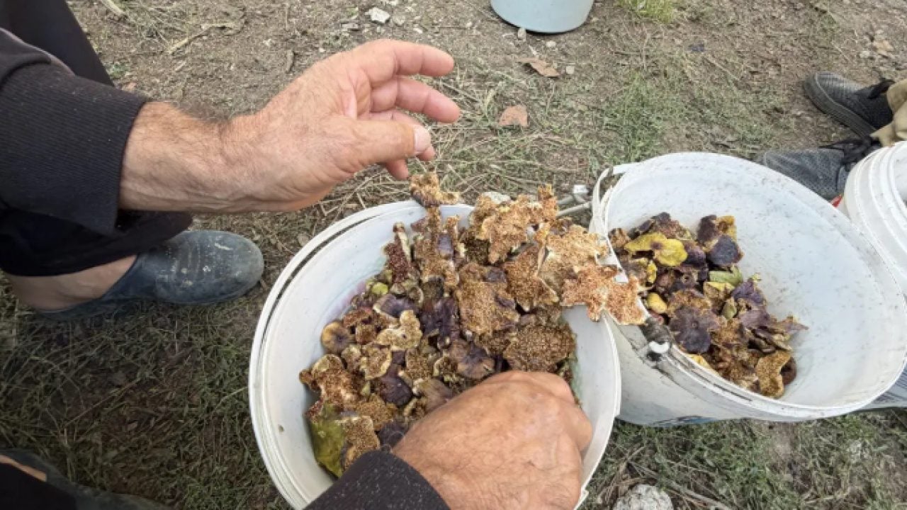 Foto - Atadan kalma yöntem işe yarıyor! Bu şekilde pişirince hiç bozulmuyor!