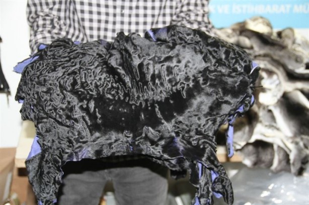 Atatürk Havalimanı'nda kaçak kürk yakalandı