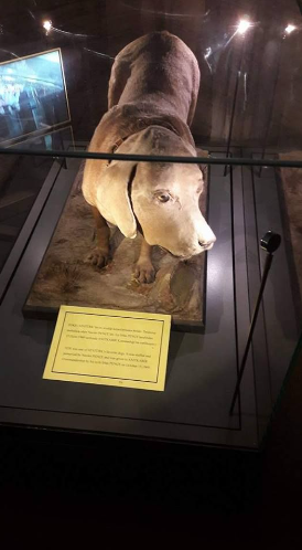 Foto - Atatürk’ün köpeğini tanıyor musunuz?