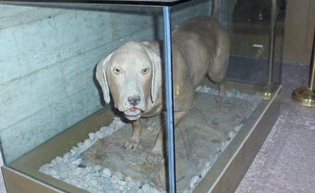 Foto - Atatürk’ün köpeğini tanıyor musunuz?