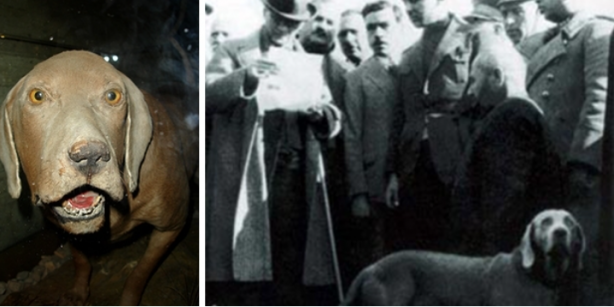 Foto - Atatürk’ün köpeğini tanıyor musunuz?