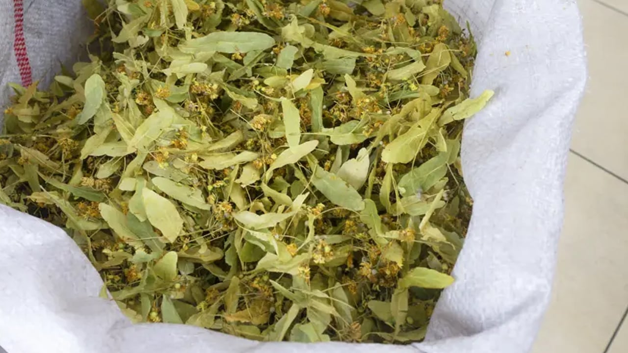 Ateş düşürücü etkisi var: İlaç gibi etkiye sahip, iyi geliyor bunu yapın! Kilosu 4 bin liraya kadar çıkıyor! 1 Yılda 2’ye katlandı