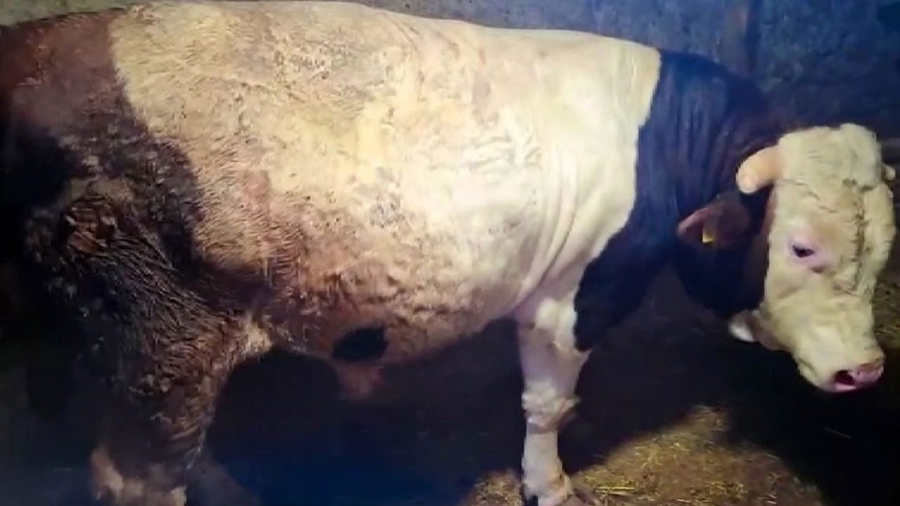 Foto - Ateş ve Paşa’yı gören bir daha bakıyor! Eskişehir’in dev danaları Guinness’e hazırlanıyor