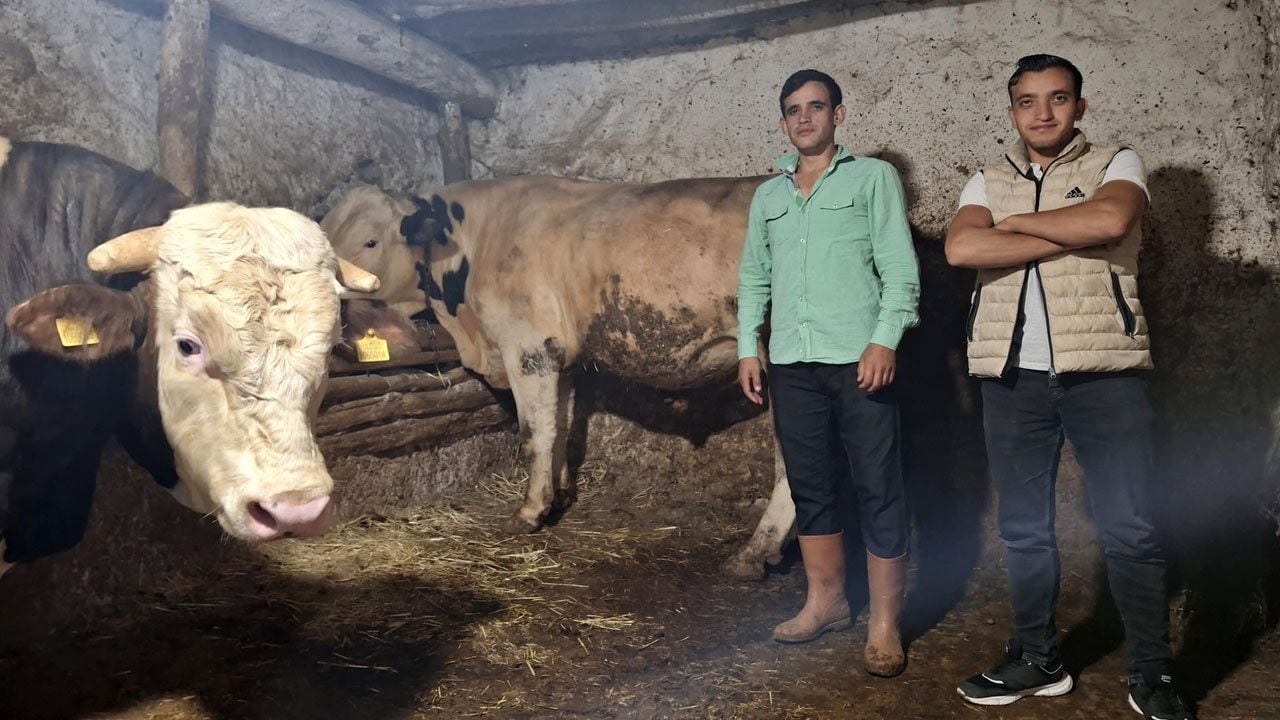 Foto - Ateş ve Paşa’yı gören bir daha bakıyor! Eskişehir’in dev danaları Guinness’e hazırlanıyor