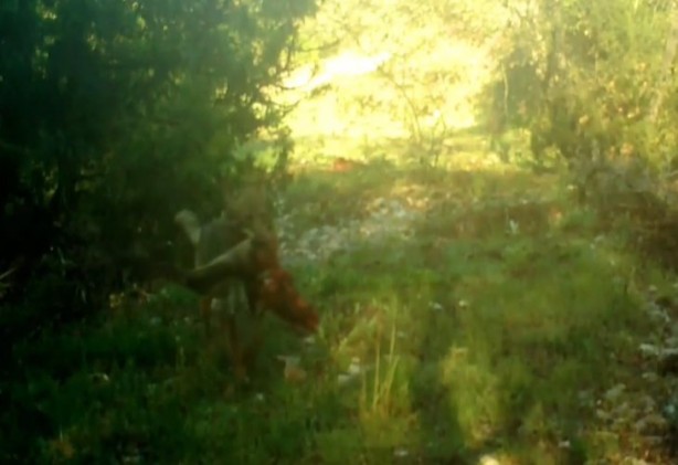 Foto - Atı saniyeler içinde... Bu görüntüler Türkiye'de çekildi!