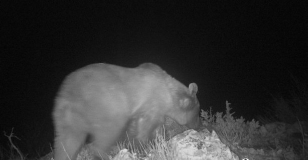 Foto - Atı saniyeler içinde... Bu görüntüler Türkiye'de çekildi!