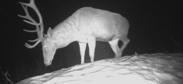 Foto - Atı saniyeler içinde... Bu görüntüler Türkiye'de çekildi!