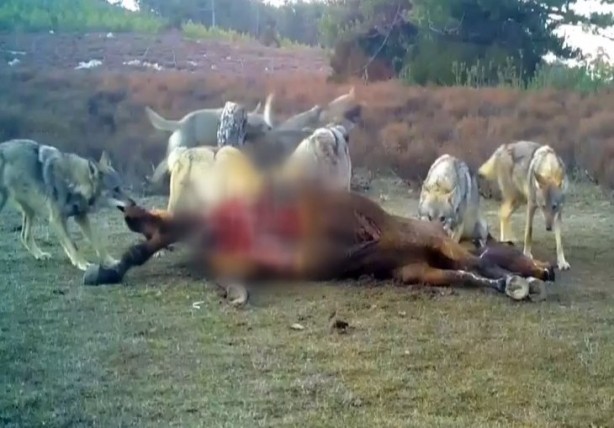 Foto - Atı saniyeler içinde... Bu görüntüler Türkiye'de çekildi!