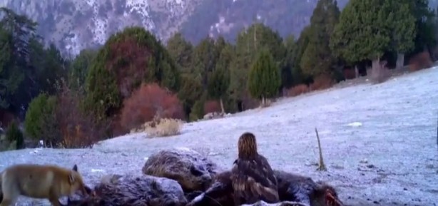 Foto - Atı saniyeler içinde... Bu görüntüler Türkiye'de çekildi!